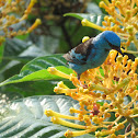 Blue Dacnis