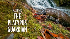 The Platypus Guardian thumbnail