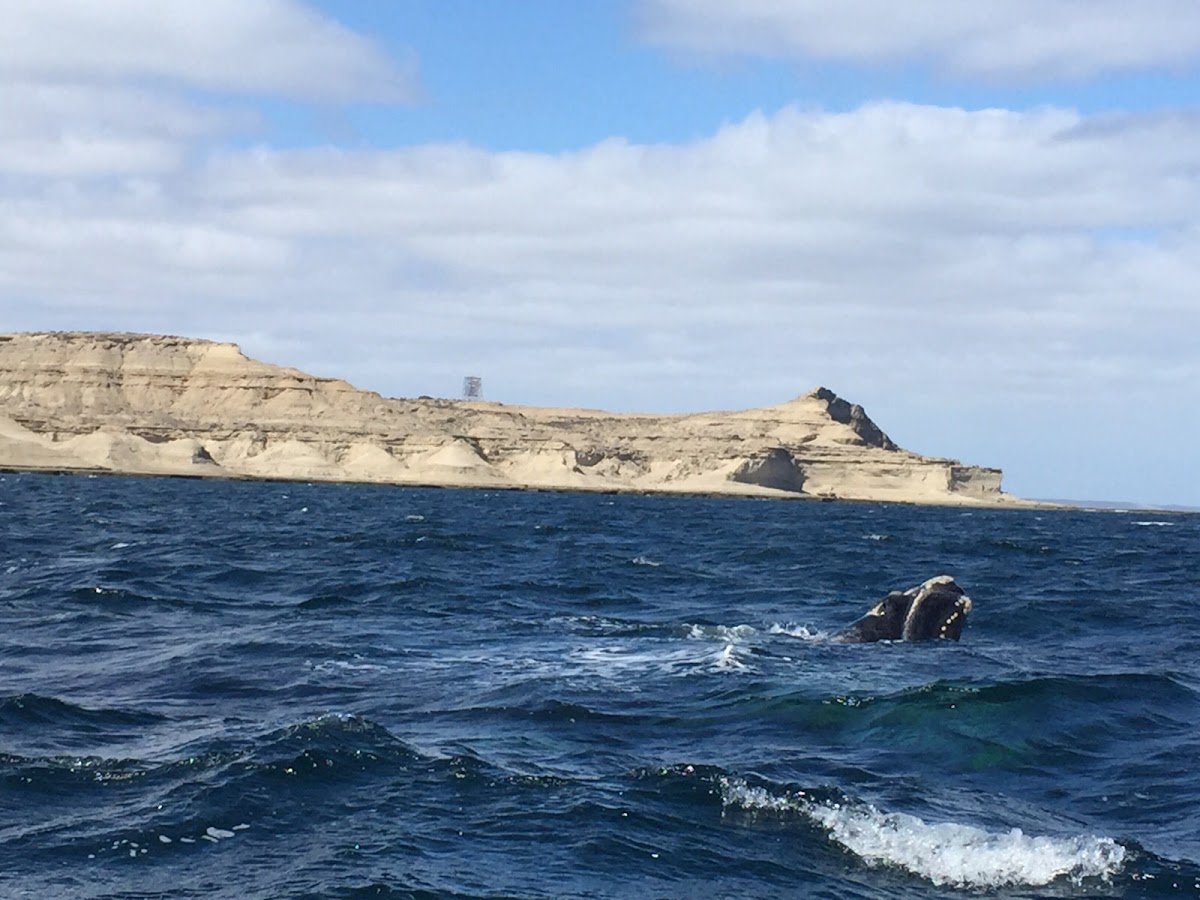 Ballena Franca Austral