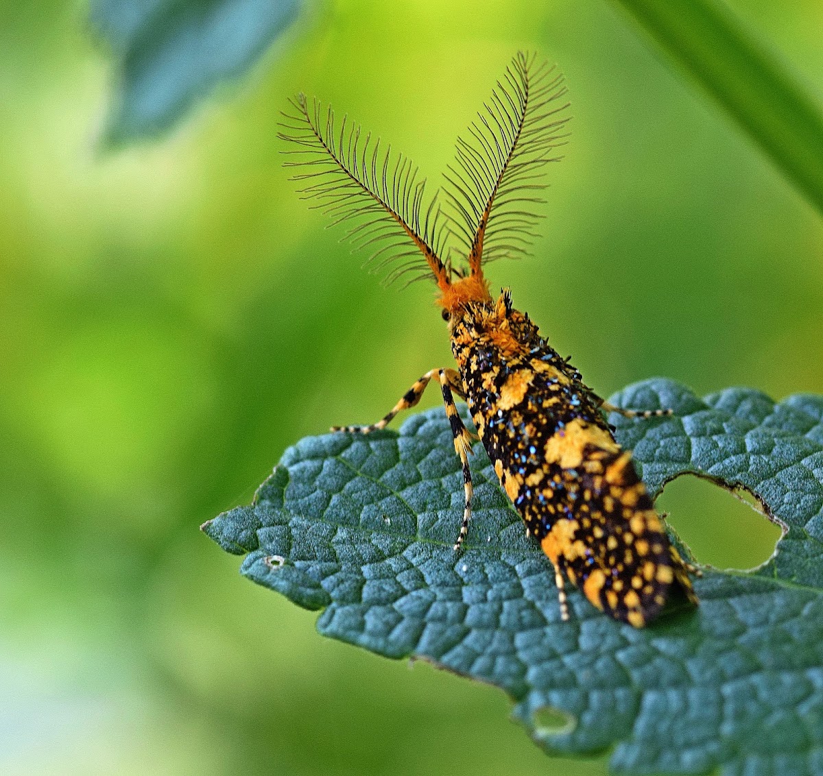 Tineid Moth