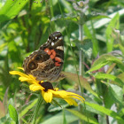 American Painted Lady