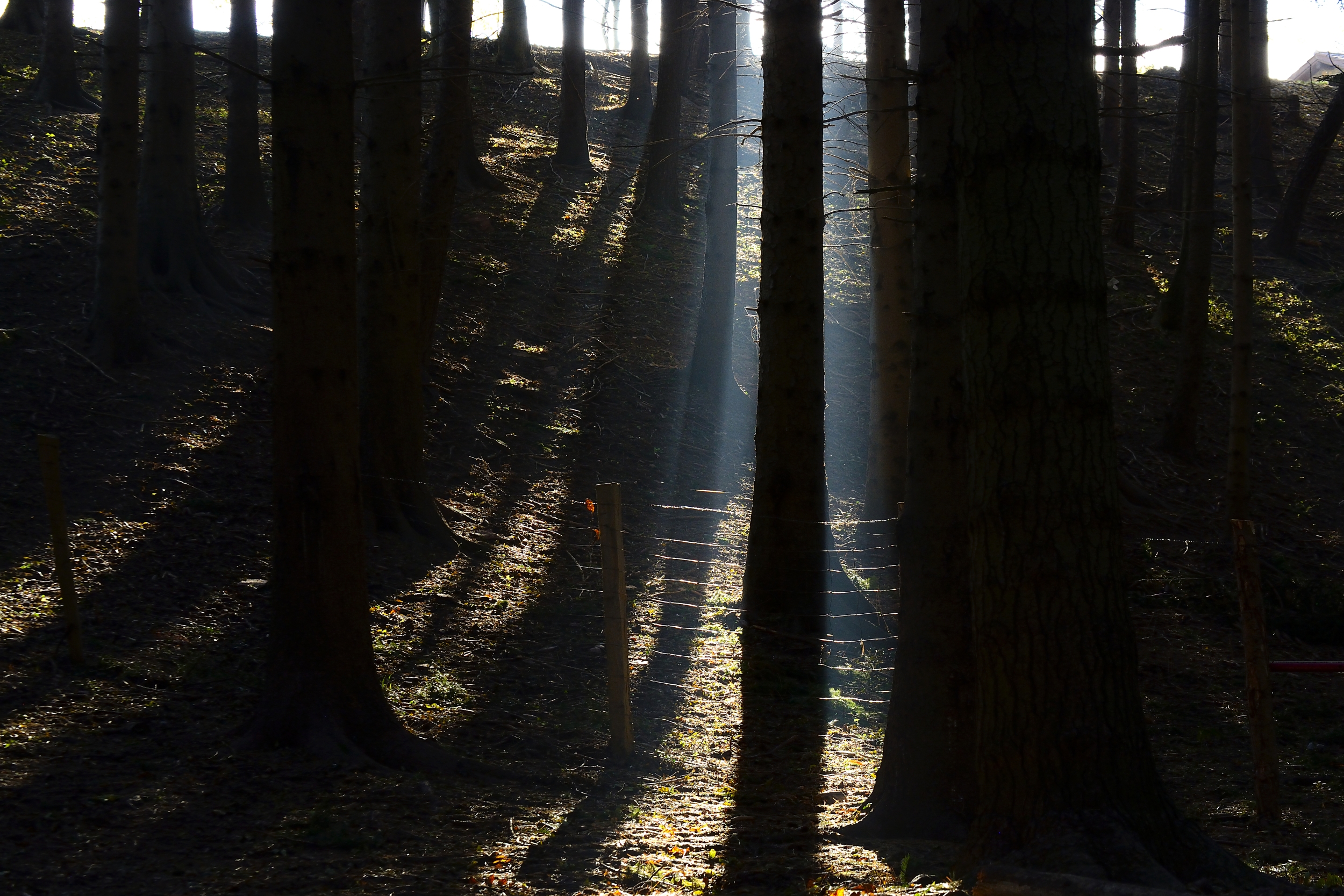 La luce... è la via di Luca Mandelli