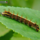 Angled castor caterpillar