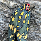 Emerald Tiger Moth