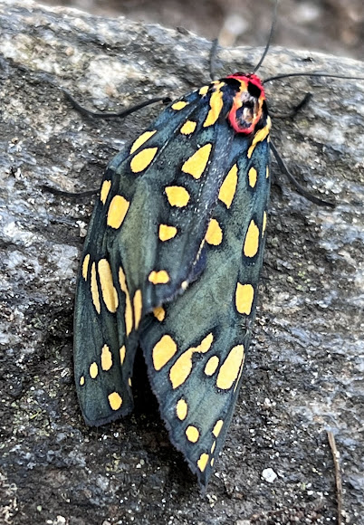 Emerald Tiger Moth