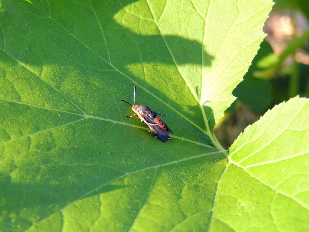 Squash vine borer