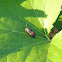 Squash vine borer