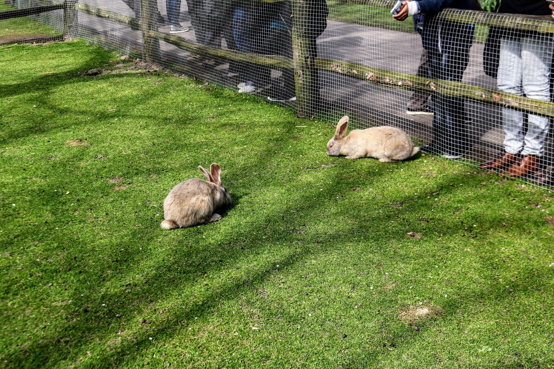 Парк Keukenhof, Ouddorp и Rotterdam "на закуску" - апрель 2017