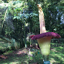 Titan Arum