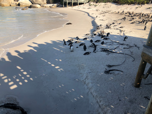 Penguins Cape Town South Africa 2018