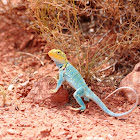 Collared Lizard