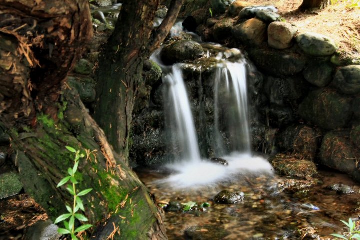 La pulce d'acqua Branduardi di Kitty*TW