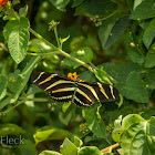 Zebra Longwing