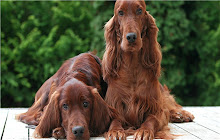 Irish Setter Themes & New Tab small promo image