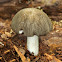 Platterful Mushroom