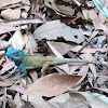 forest lizard