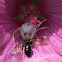 Flower crab spider