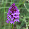 Pyramid Orchid