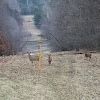 Sika Deer