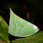 Planthopper