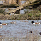 Shoveler; Pato Cuchara