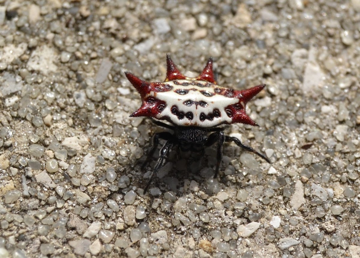 Spiny Orb-Weaver