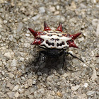 Spiny Orb-Weaver