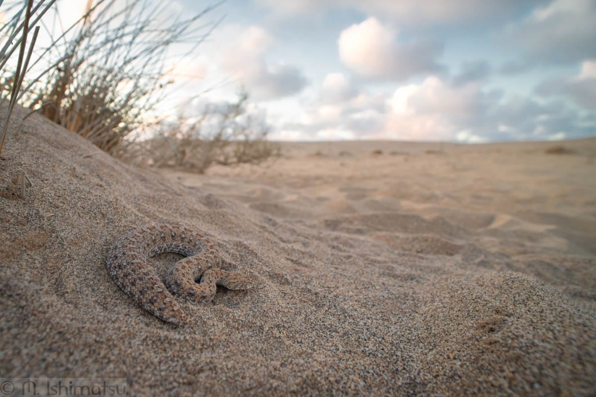 Namaqua dwarf adder in Namibia