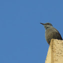 Blue Rock Thrush