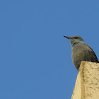 Blue Rock Thrush