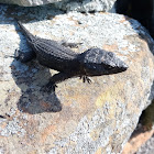 Black girdled lizard-Cordylus niger