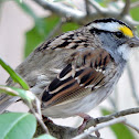 White-throated sparrow