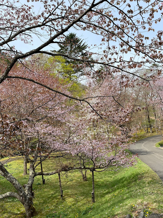 フーガのGW🌸🚙💨ドライブ・🌸コラボ📷・夕張滝の上公園🌸・夕張シューパロダム湖・🌸⛩️夕張神社⛩️に関するカスタム事例の投稿画像3枚目