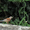 Common Linnet