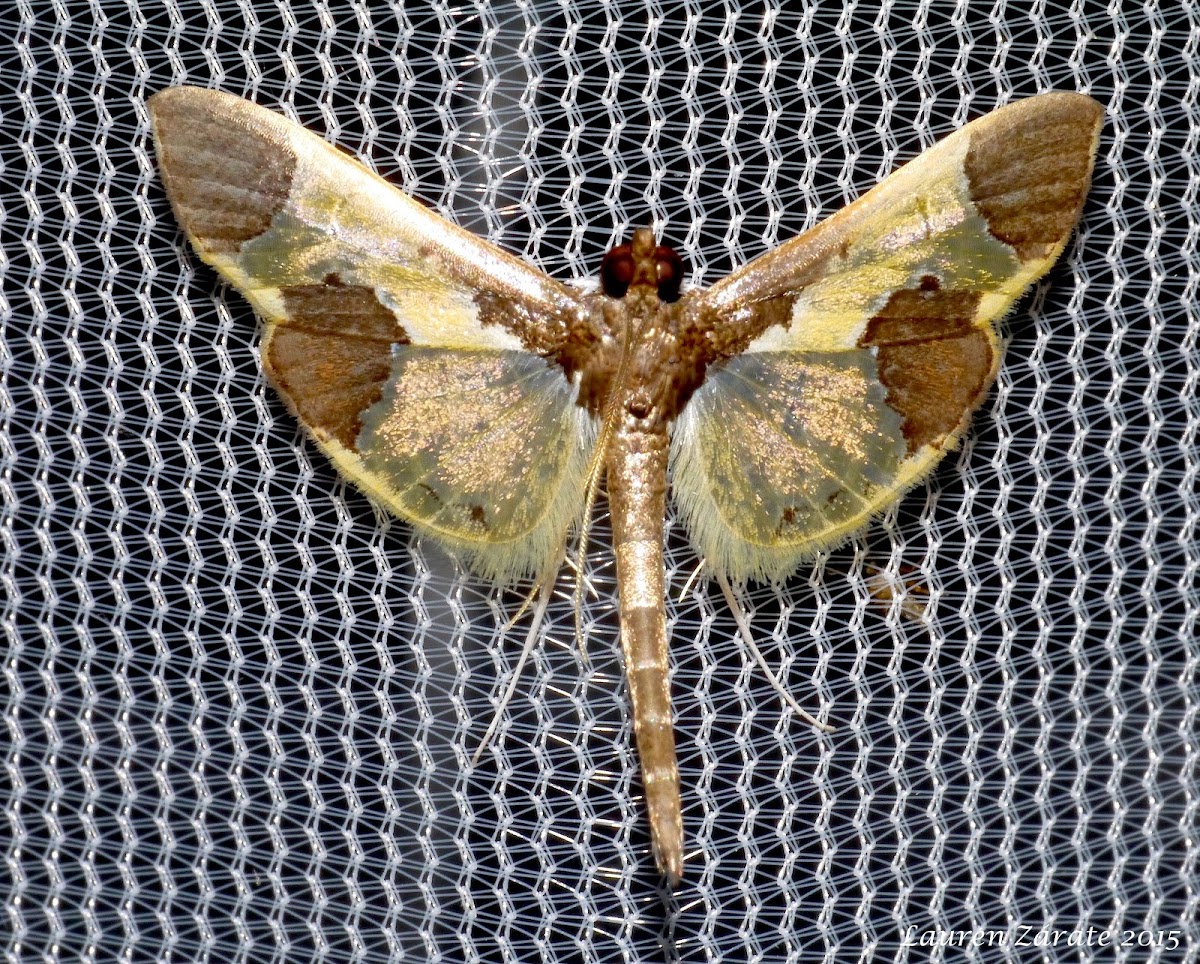 Yellow Spotted Moth