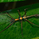 Touch Me Not' Stick Insect, Phasmid - Male