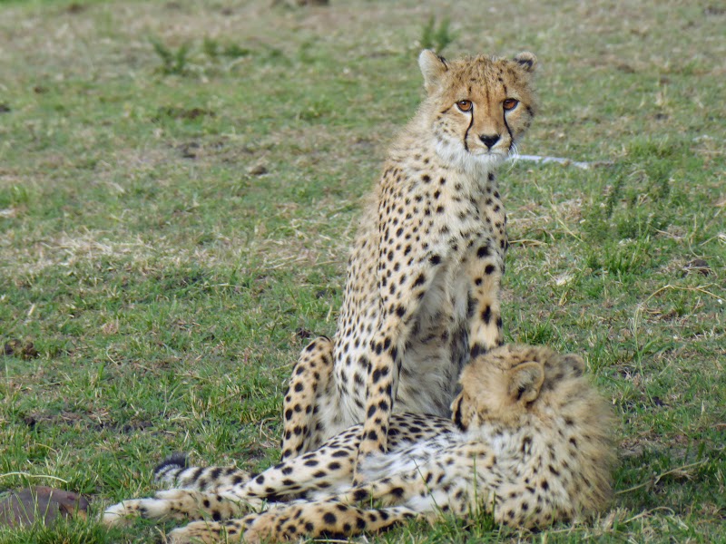 MASAI MARA: MAMA GUEPARDO ROSETTA Y SU PROLE. LEONES SAND RIVER - Un poquito de Kenia: Lagos Naivasha y Nakuru, Samburu y Masai Mara (7)