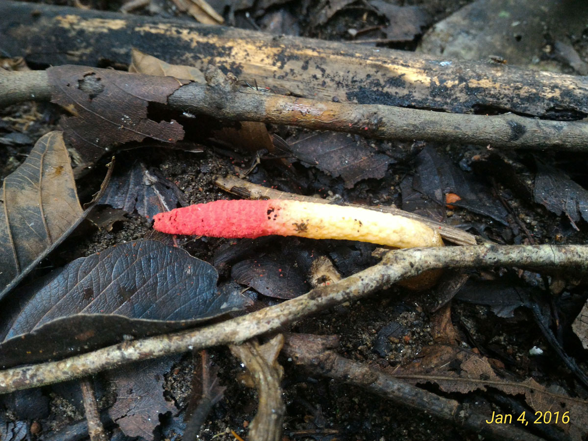 Stinkhorn Fungus