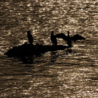 Al tramonto sull' Arno di 