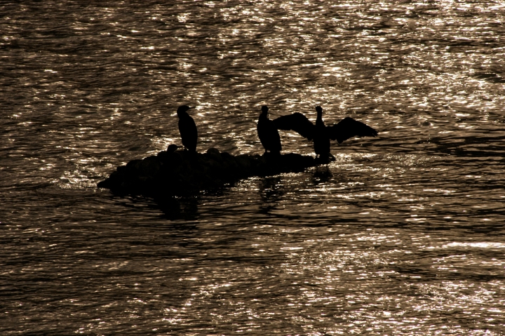 Al tramonto sull' Arno di Marchingegno