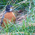 American Robin