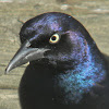 common grackle (male)