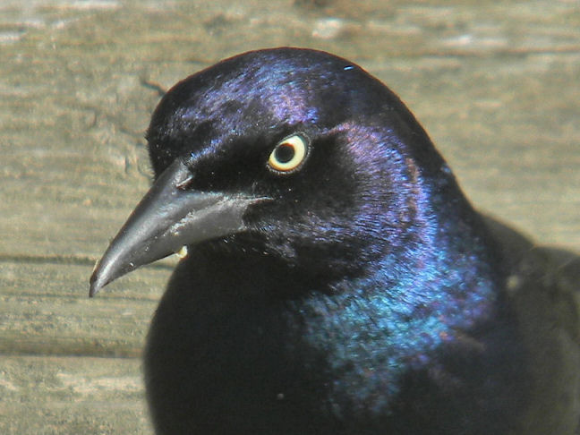 common grackle (male)