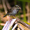 Savannah Sparrow