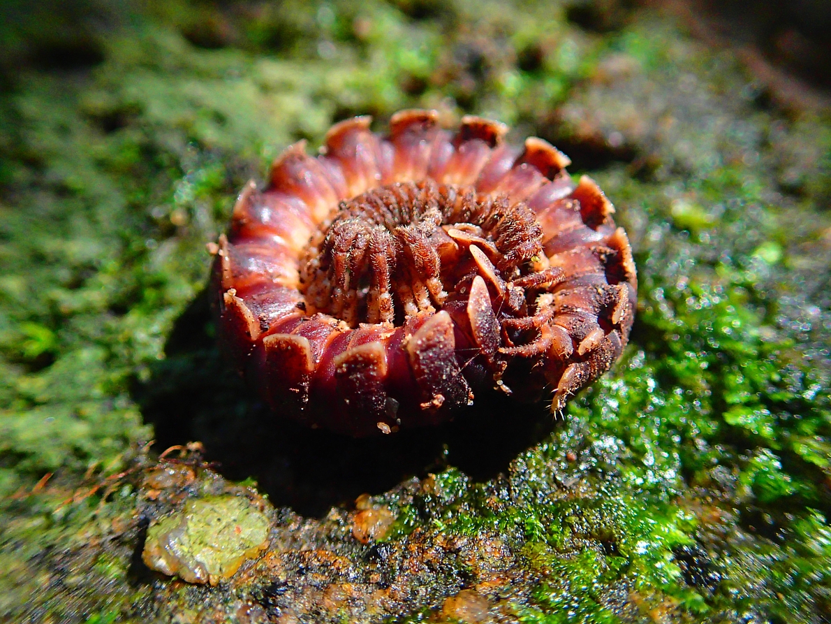 Armored Millipede