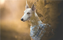 Italian Greyhound Themes & New Tab small promo image