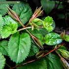 Dry False Pimpernel