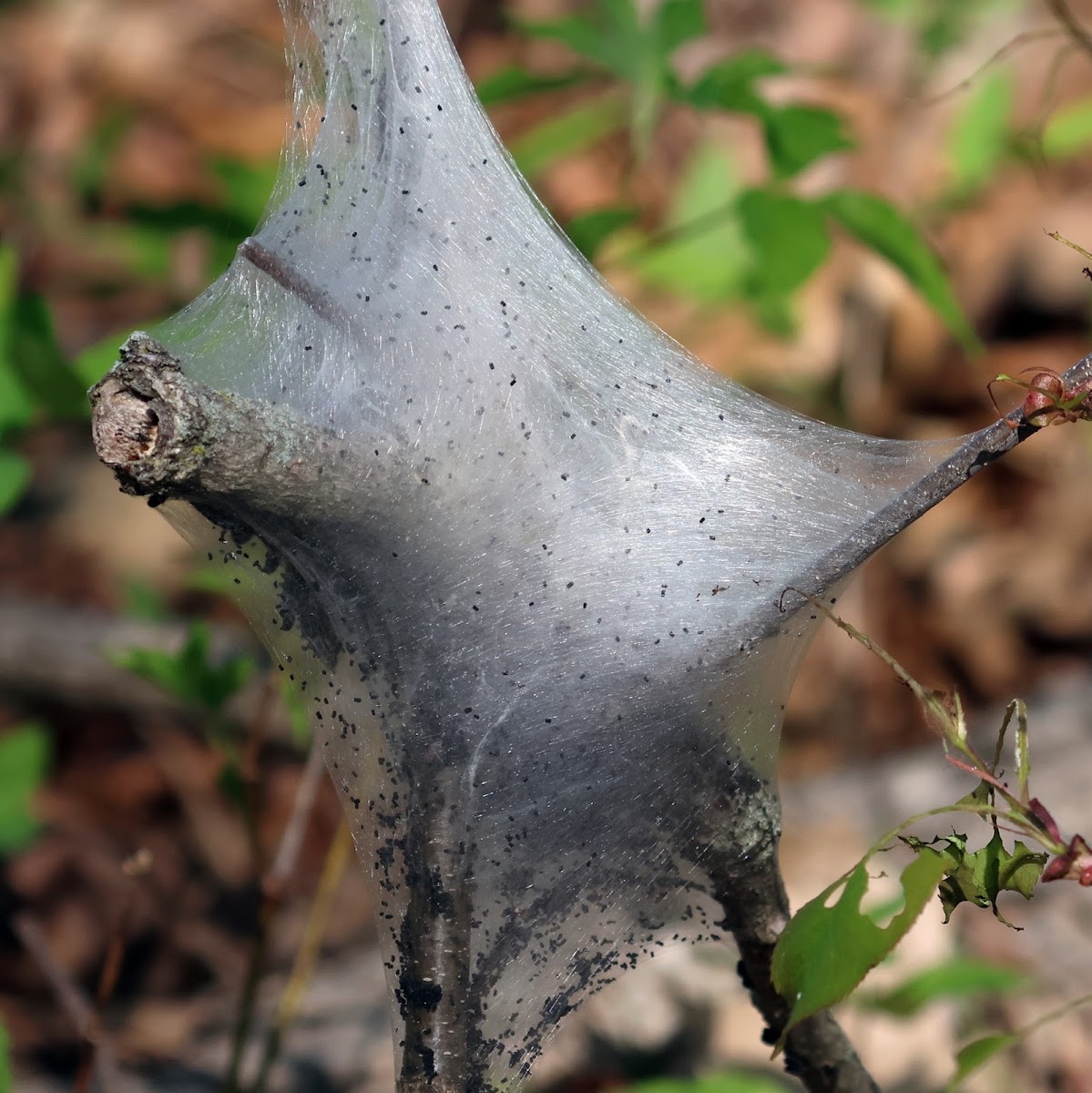 Eastern Tent Caterpillars And Nest