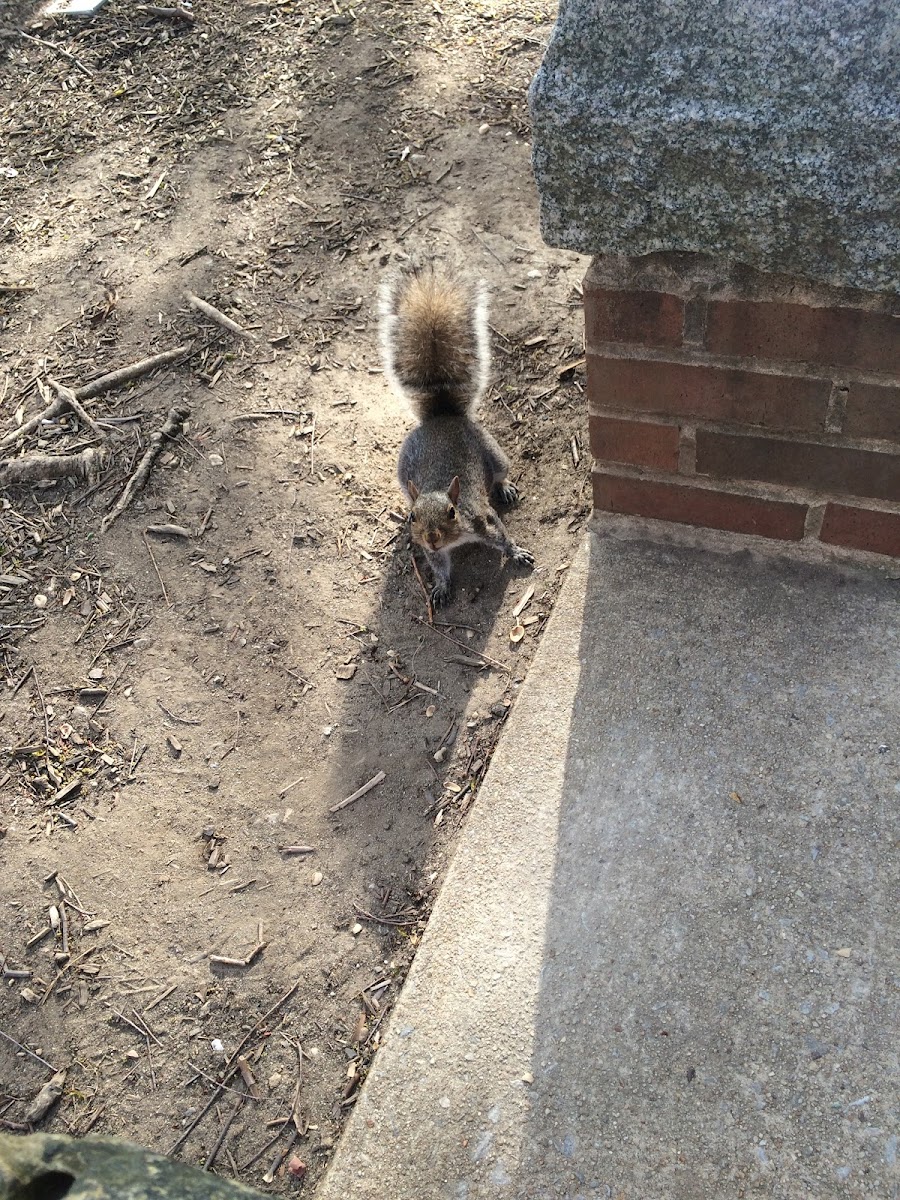 Grey squirrel