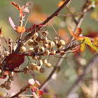 Pacific Poison Oak